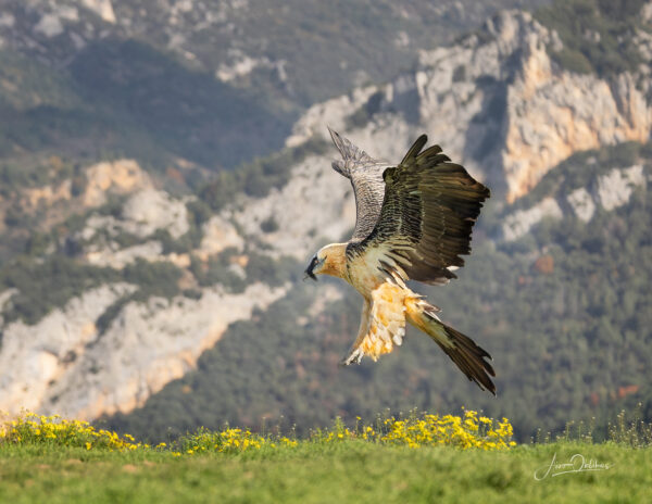 bearded vulture