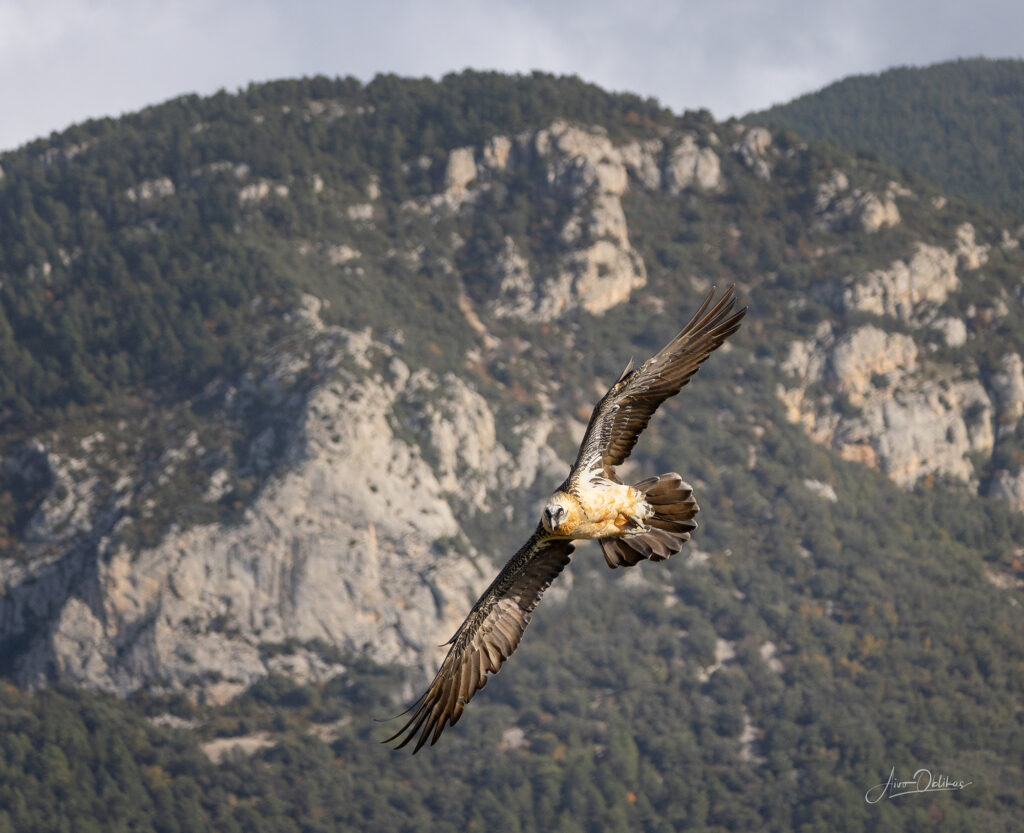 bearded vulture and mountains