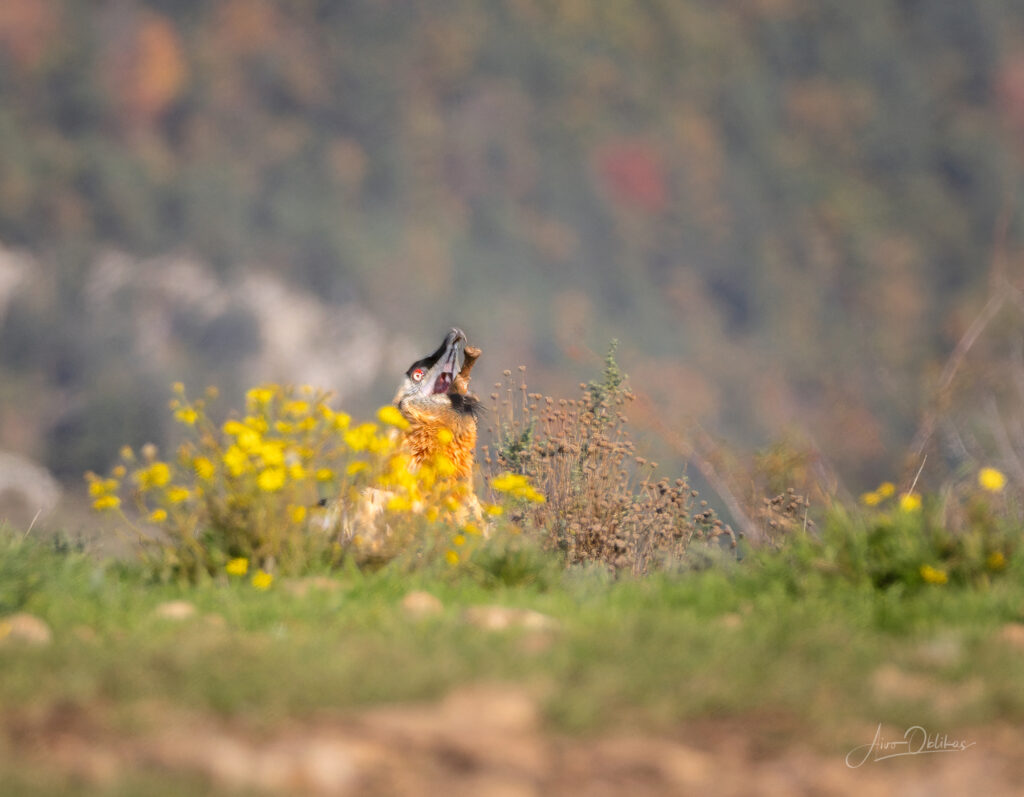 bearded vulture swallows the bone