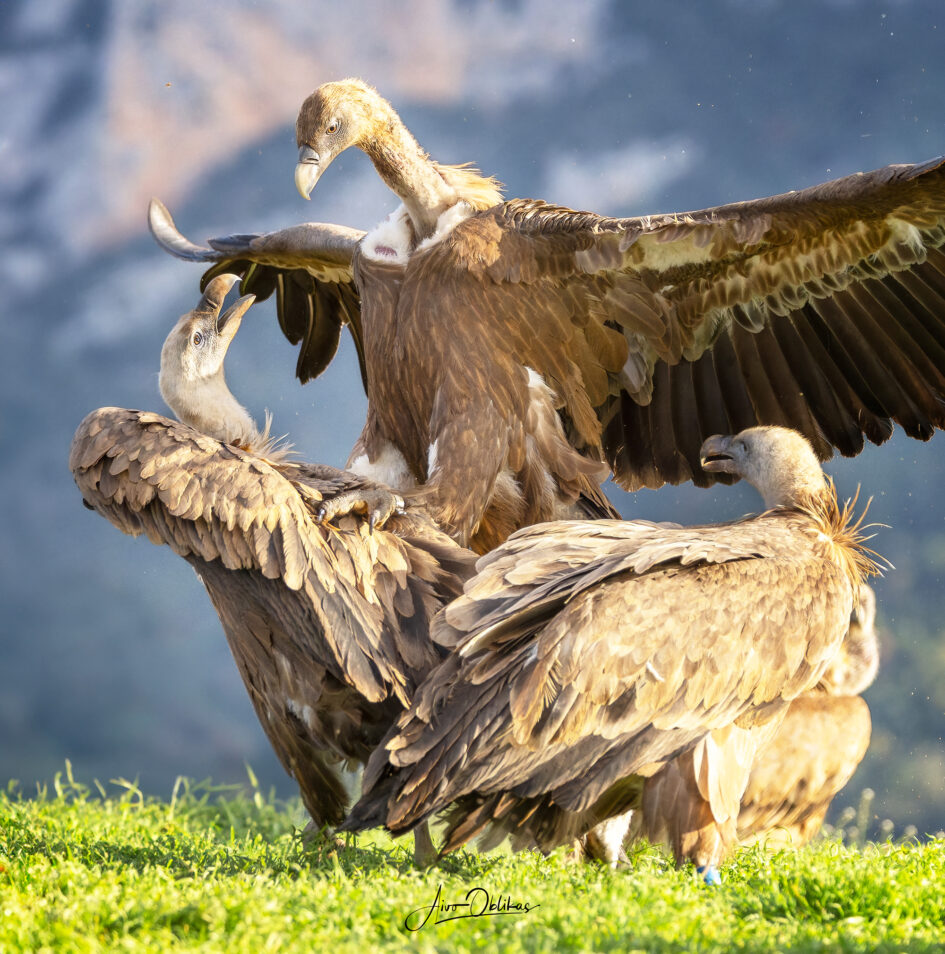 griffon vulture