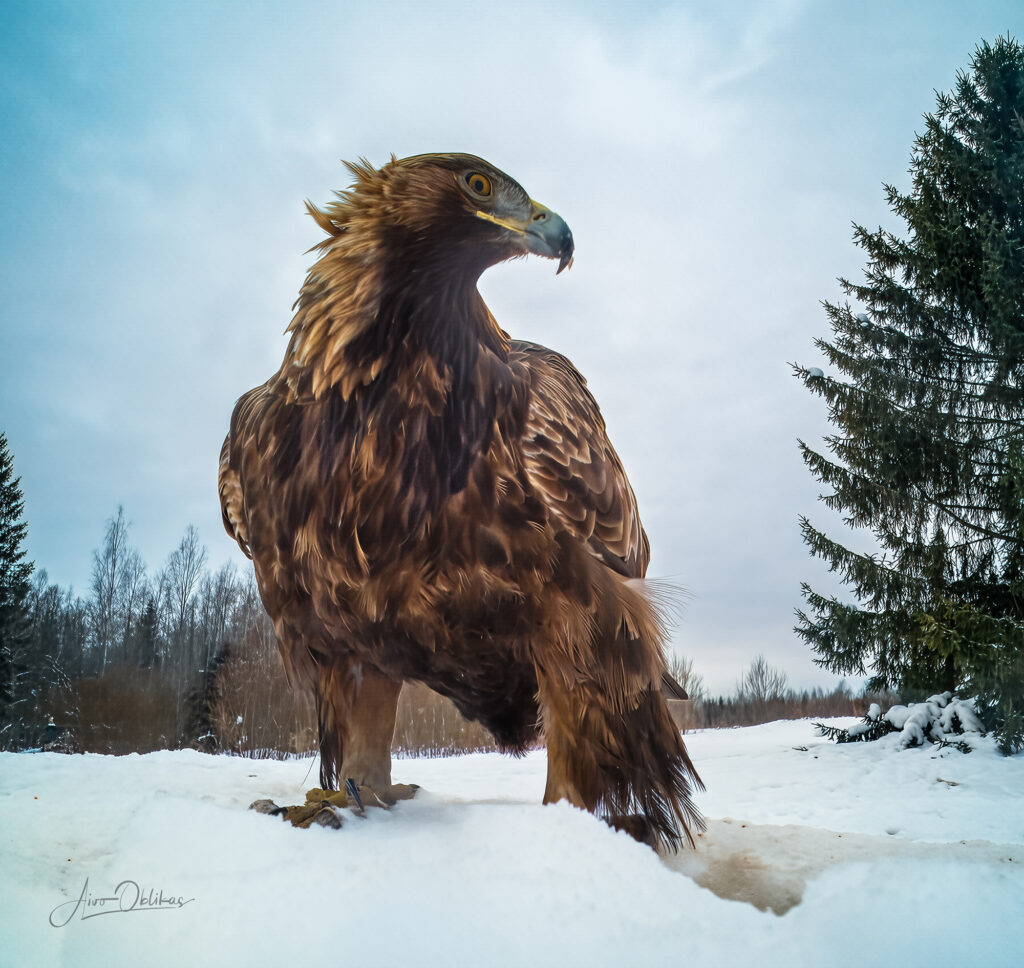 golden eagle standing in front of wide angle lens