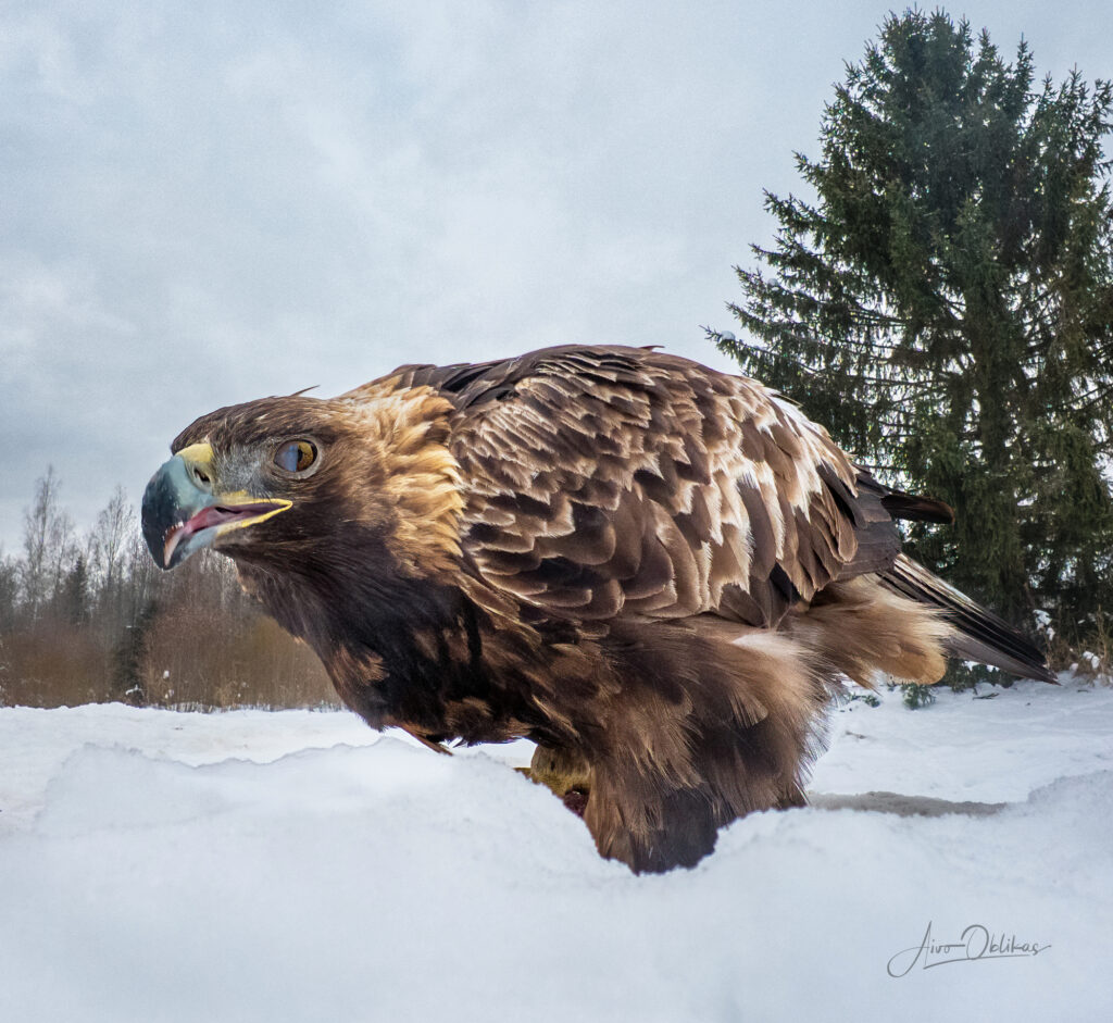 golden eagle wide angle lens