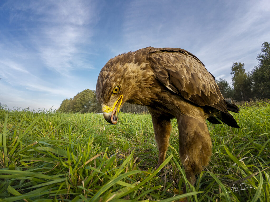 lesser spotted eagle close with wide angle