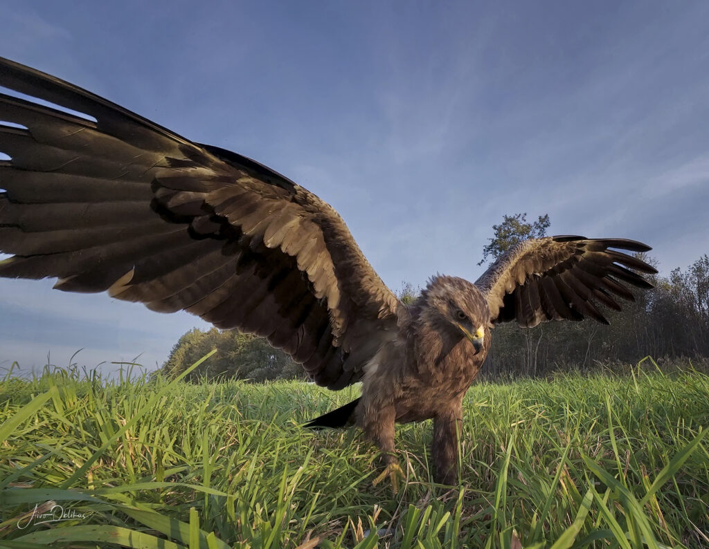 lesser spotted eagle eagle photo with wide-angle lens