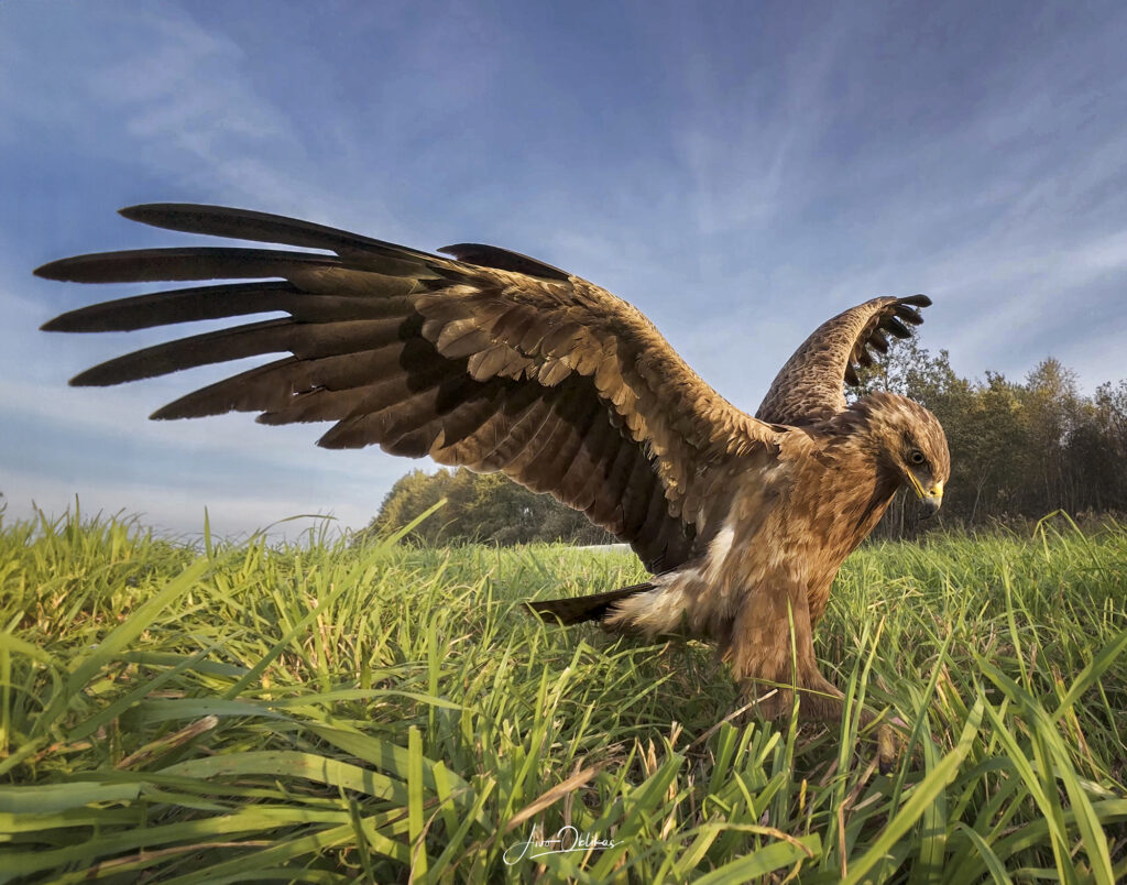 lesser spotted eagle with wide angle lens