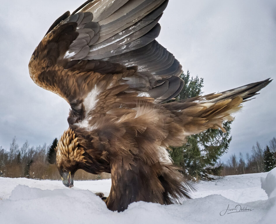 Wide angle eagles photography